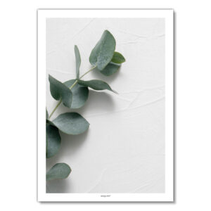 Poster - Eukalyptus