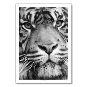 Poster - Tiger